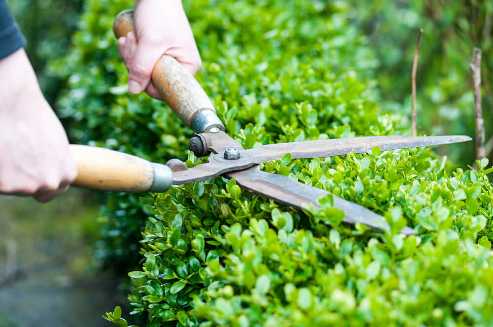 tree trimming and removal services