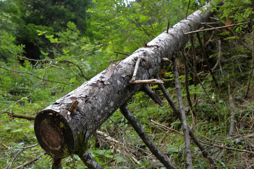 tree cutting blackpool