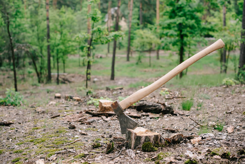 Tree Stump Removal Services