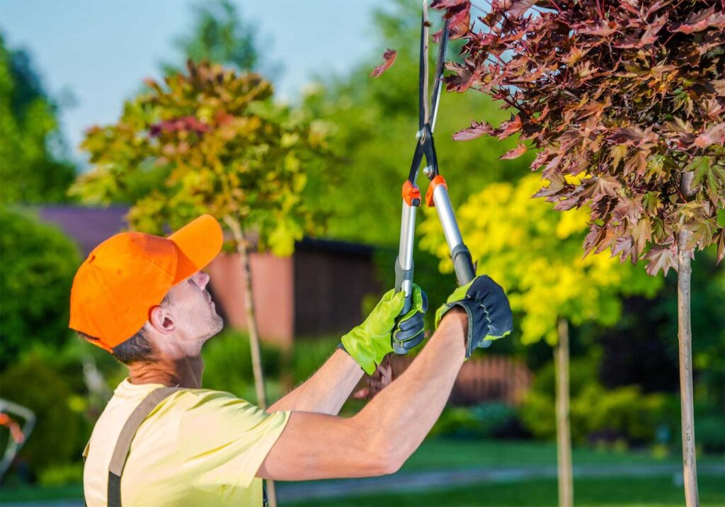 best tree cutting and tree maintenance services in huddersfield