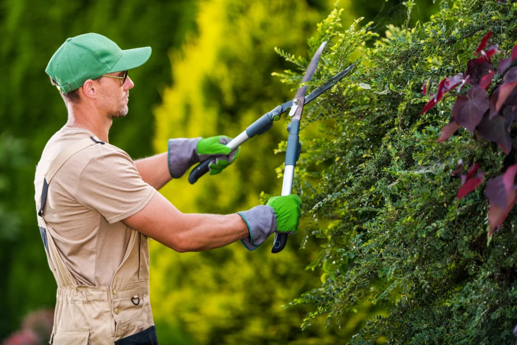 Beautifully shaped hedges highlighting the impact of hedge cutting on property appeal.